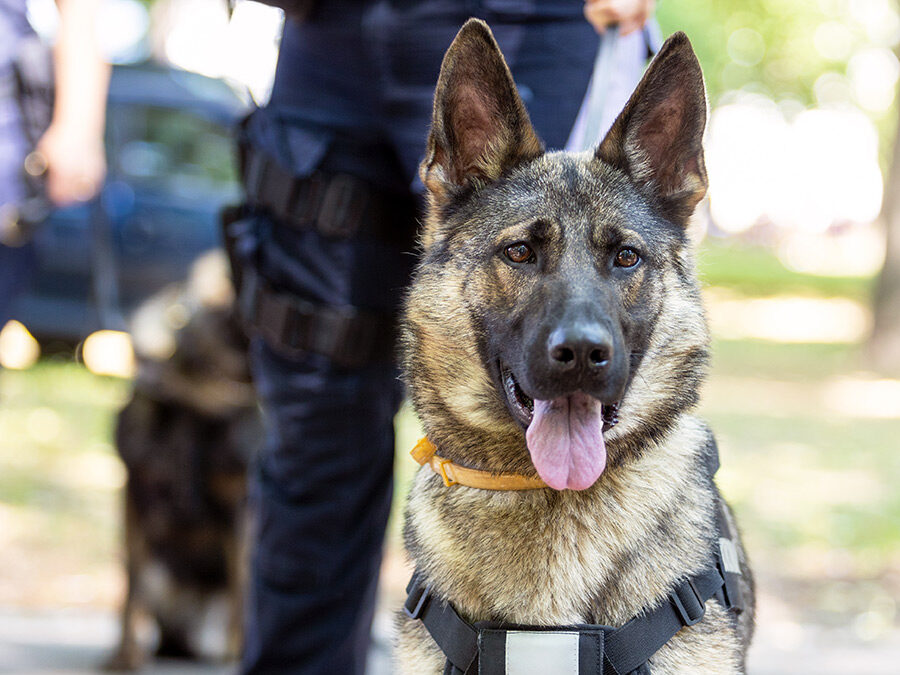 Mobile Patrols Vs Static Guards