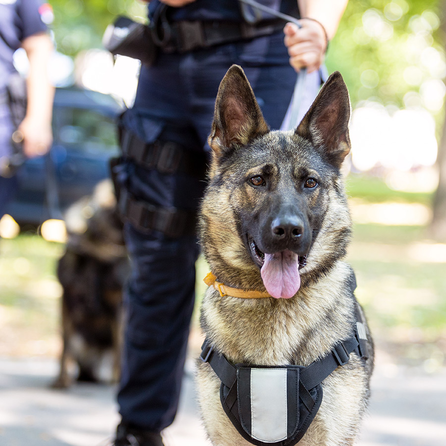 security-dog-patrol