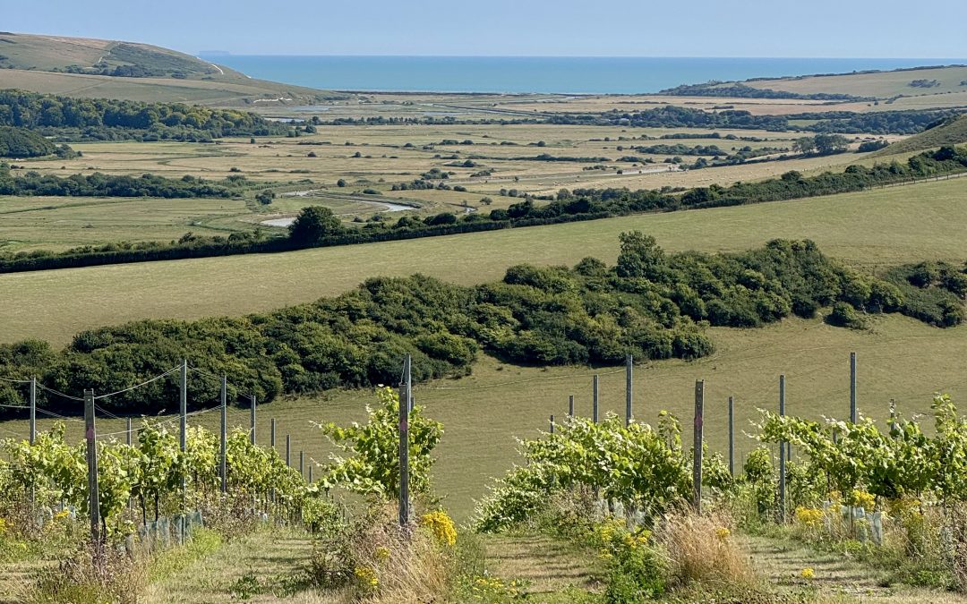 Vineyard Security in the Sussex Downs